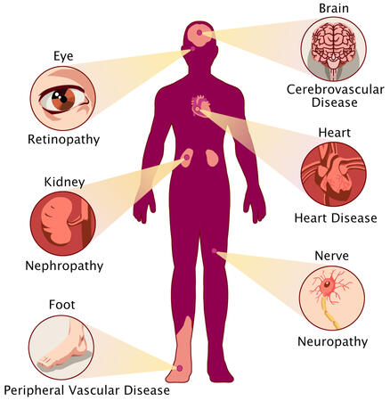 Human Anatomy