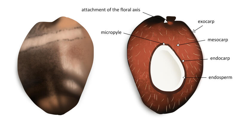 Coconut Anatomy