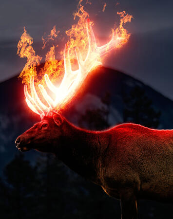 Fire on Moose