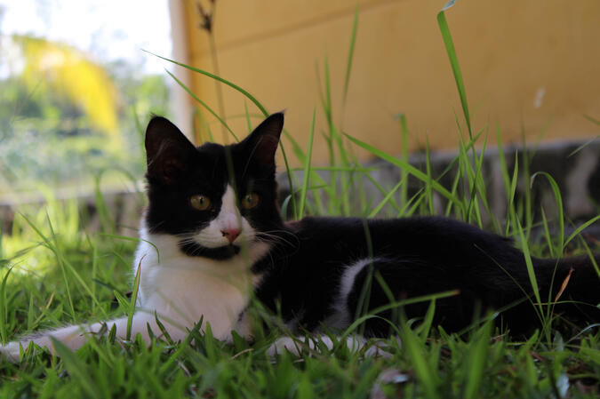 Kitten (Photography)